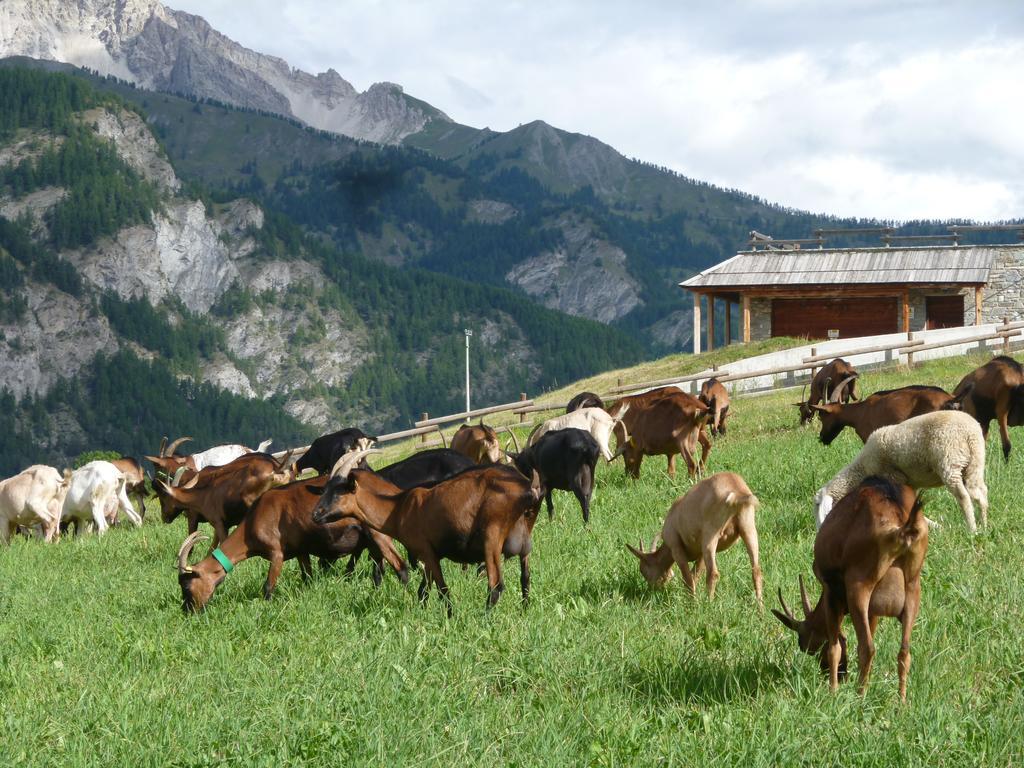 Agriturismo Barba Gust Cesana Torinese Exterior photo